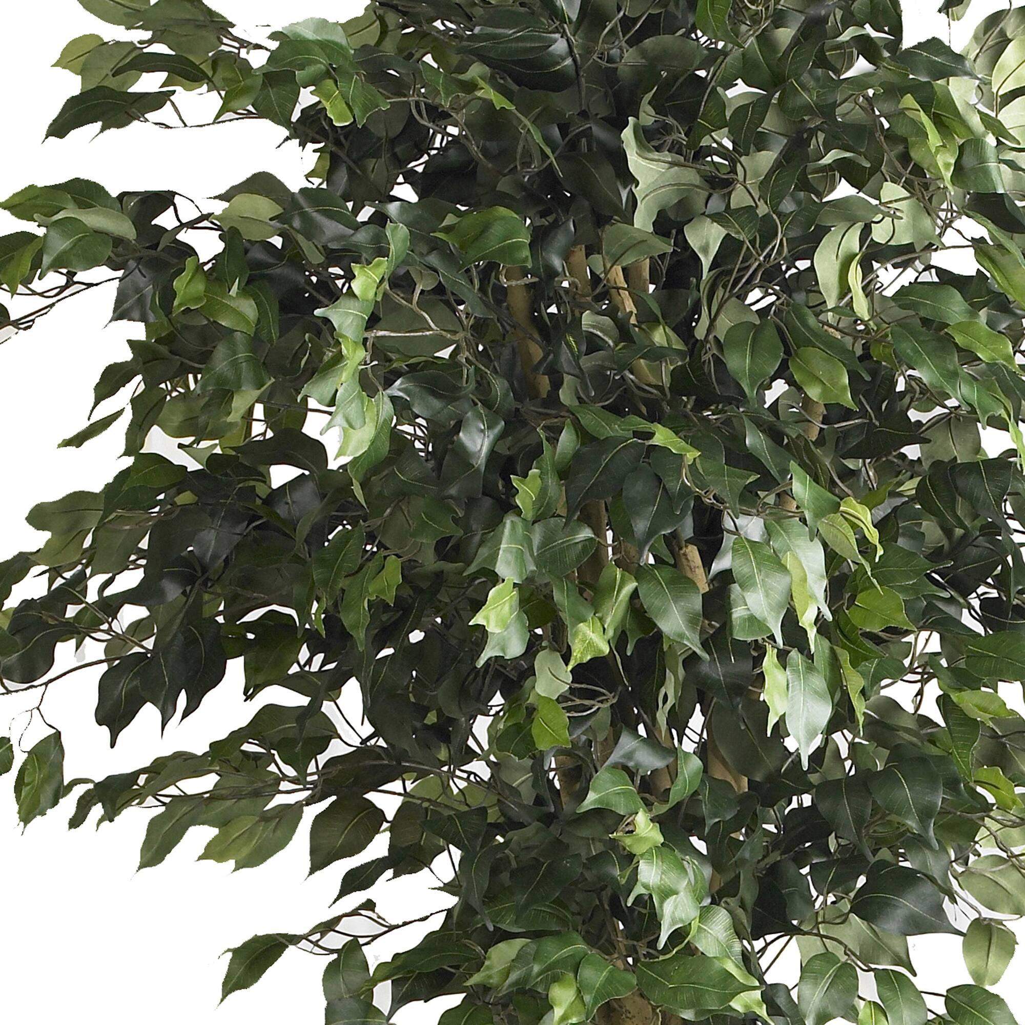 6ft. Potted Double Ball Ficus Silk Tree